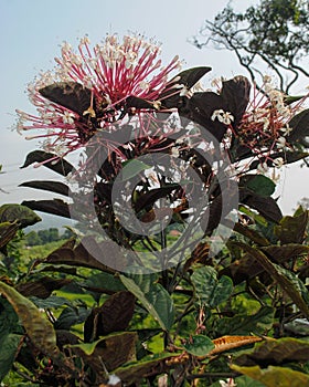 Clerodendrum quadriloculare or Fireworks plant photo